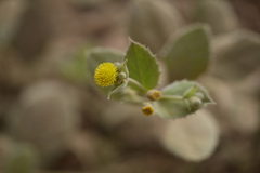 Blumea eriantha